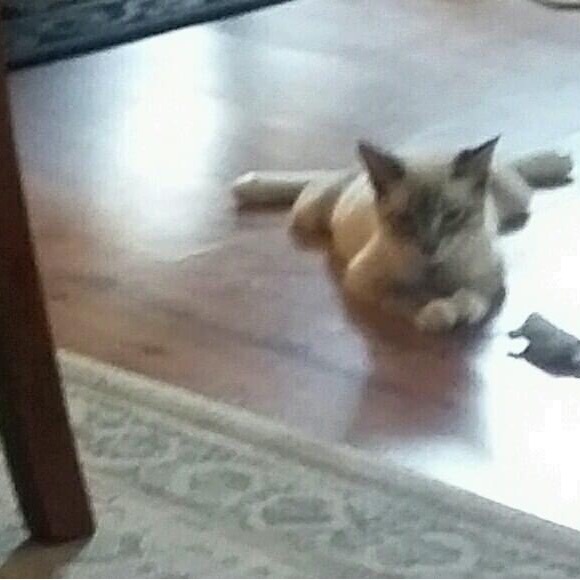 Meet your Posher, Judy - Picture 8 of 10